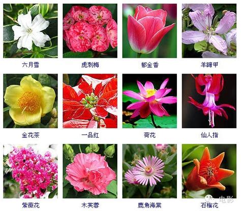 花卉大全|花卉图片大全丨花百科百花图谱